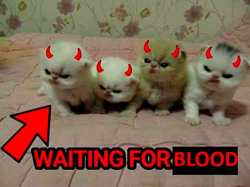 meowwmaxxer archive image