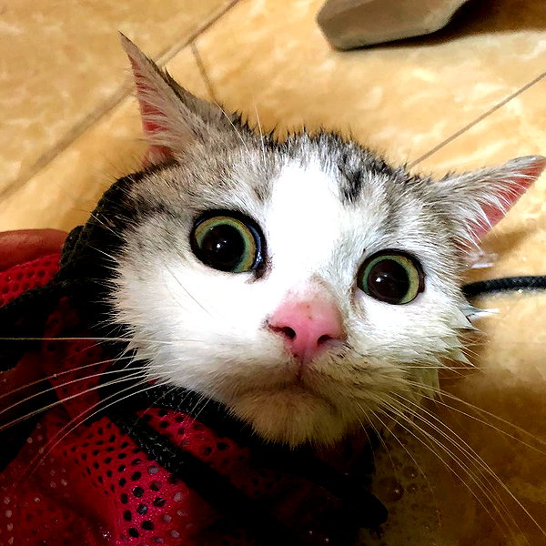 erokochiba instagram image archive image