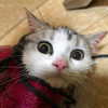 erokochiba Altpins Profile Picture