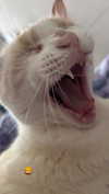 rott3nbambi Altpins Profile Picture