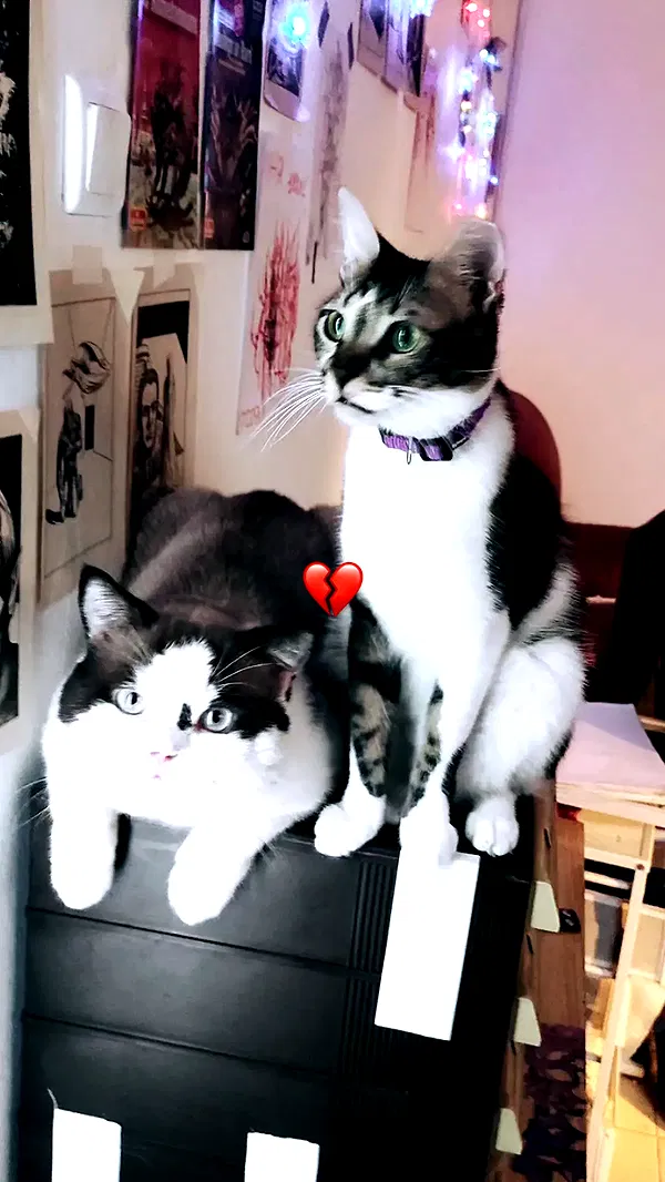 moonyyyya moonyyyya archive image