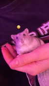 _urbaneva Altpins Profile Picture