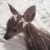 1uvgabi Altpins Profile Picture