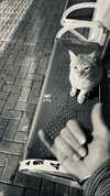 chris_fucking_wild Altpins Profile Picture