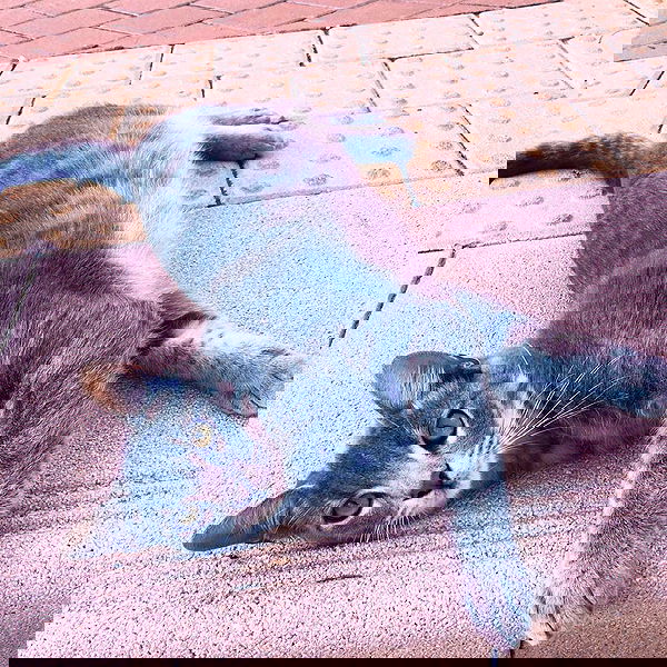 eveliniya eveliniya archive image