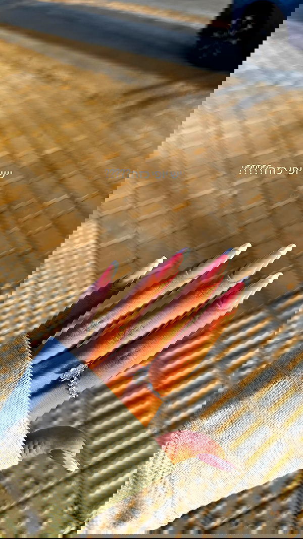 lior_lotati lior_lotati archive image