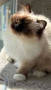 kasumi_sen Altpins Profile Picture