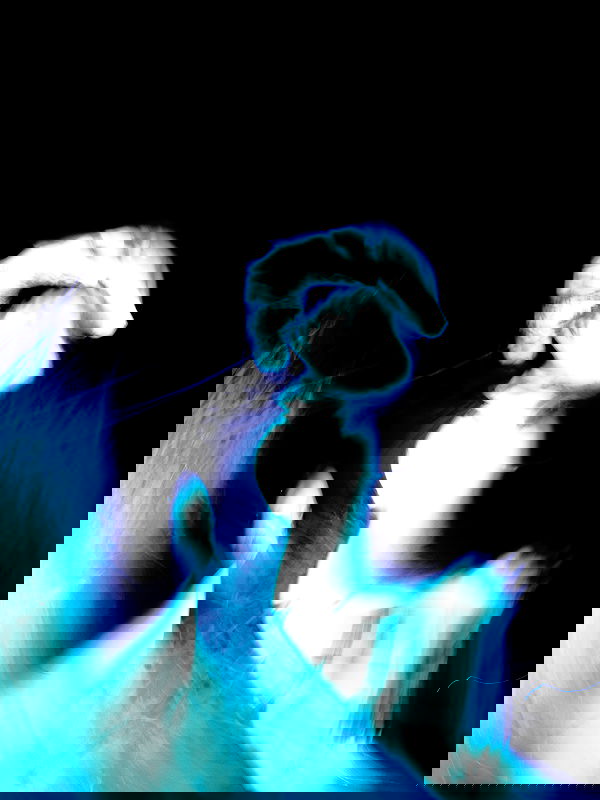 ting851204 ting851204 archive image