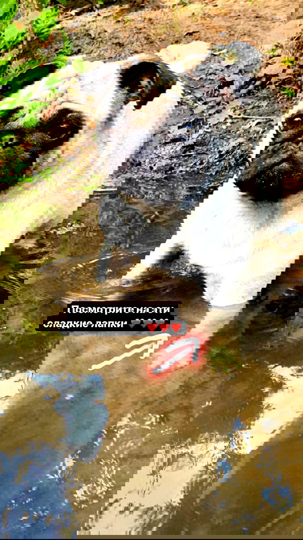 nyityam nyityam archive image