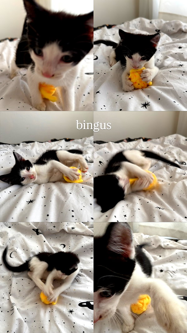 iheartpidge iheartpidge archive image