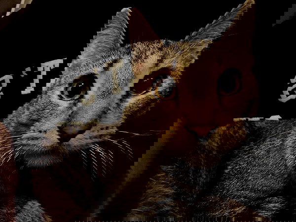 _animechika_ image ~ Altpins