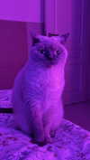 owlydiaa Altpins Profile Picture