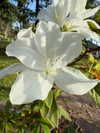 darkstar_mia Altpins Profile Picture