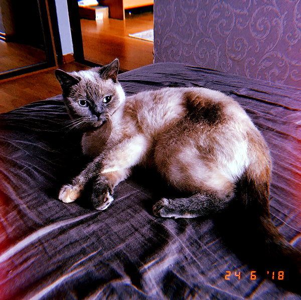owlydiaa instagram image archive image
