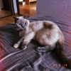 owlydiaa Altpins Profile Picture