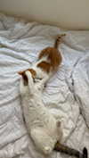 roni_ackerman Altpins Profile Picture