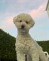 leahhalton Altpins Profile Picture