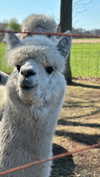 danamrts Altpins Profile Picture