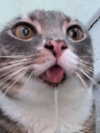 milkibunshehe Altpins Profile Picture