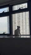 eliya.ho Altpins Profile Picture