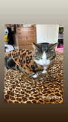 jahia_brown Altpins Profile Picture