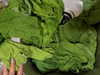 cialikechia Altpins Profile Picture