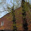 lalytoples Altpins Profile Picture