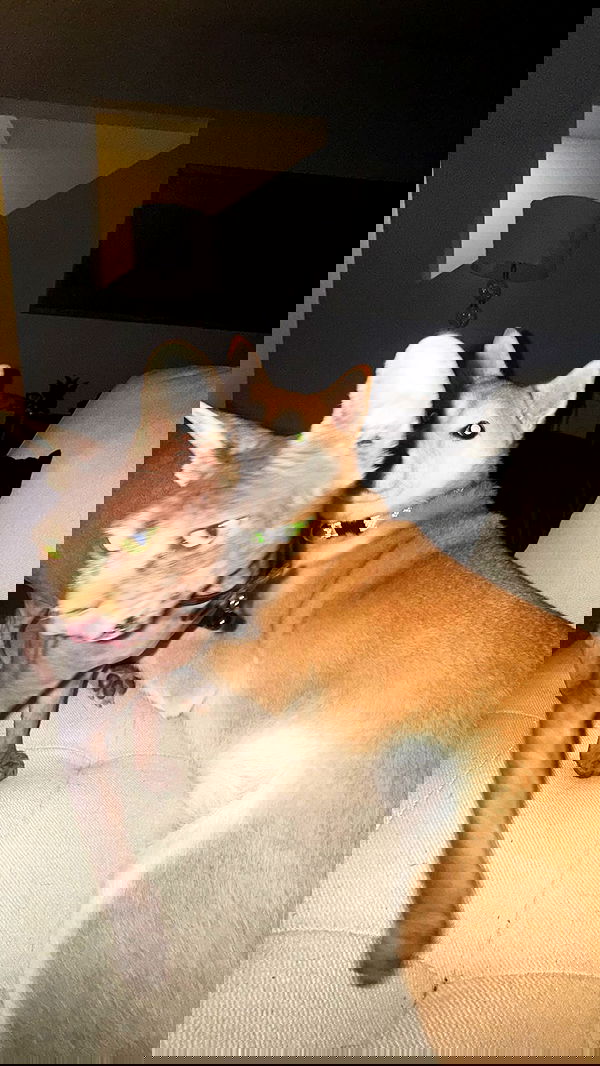 zommmbri zommmbri archive image