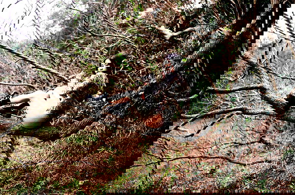 ting851204 ting851204 archive image