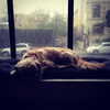 alexandradaddario Altpins Profile Picture