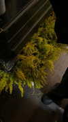 stranstviepera Altpins Profile Picture