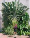 jadelaverne Altpins Profile Picture