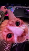 iconic_danik Altpins Profile Picture