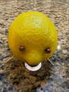 blossom_in_my_moonlight Altpins Profile Picture