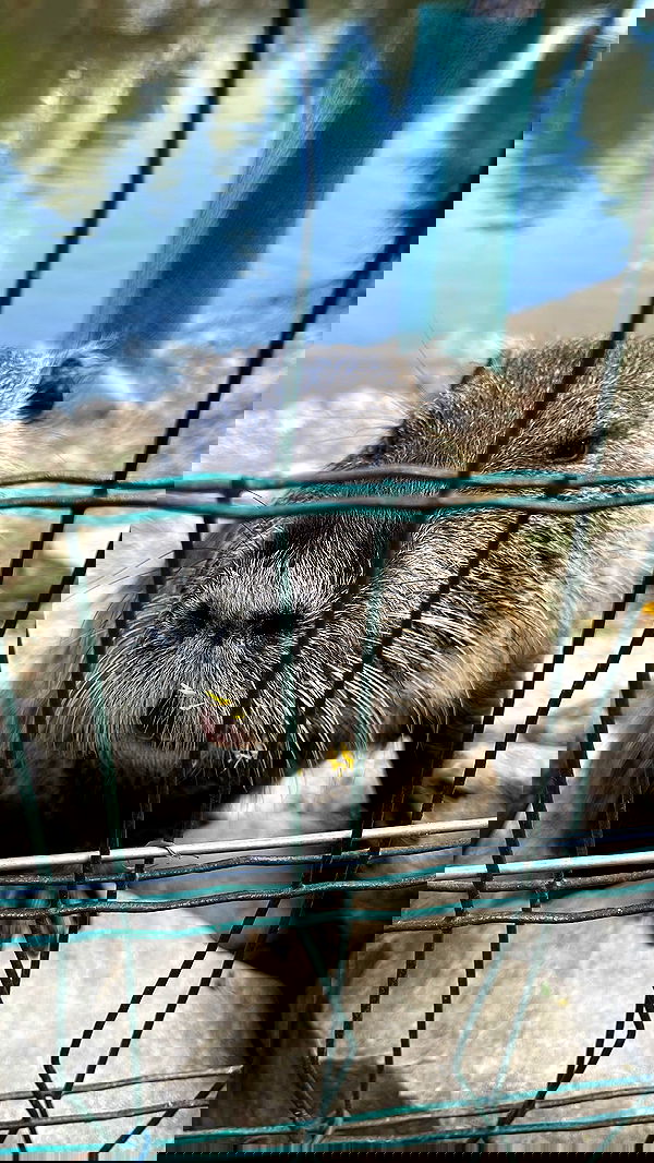 imalovesosa imalovesosa archive image