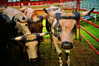 bugz4brainz Altpins Profile Picture