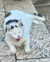 tooonytoony Altpins Profile Picture