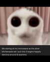 leanbeefpatty Altpins Profile Picture