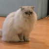 april._.ha Altpins Profile Picture