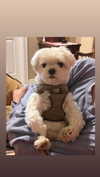 luvstuff3r Altpins Profile Picture