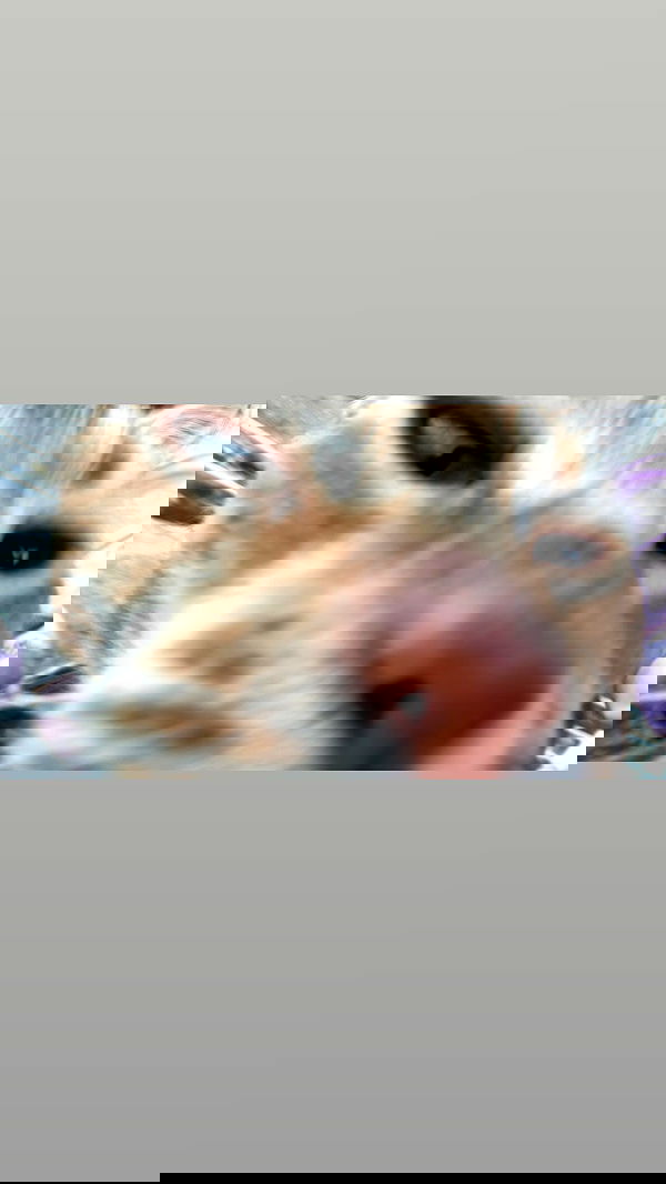 hellokittyangel666 hellokittyangel666 archive image