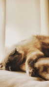 laluzone Altpins Profile Picture