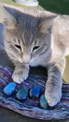 aleiisha.piixiie Altpins Profile Picture