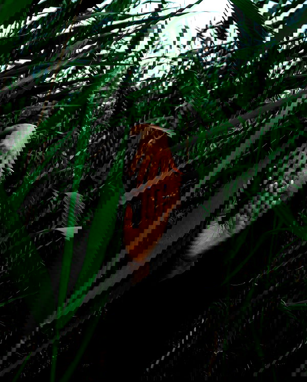 kkulakovaa image ~ Altpins