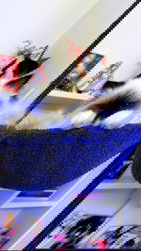 kasumi_sen kasumi_sen archive image