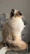 kasumi_sen Altpins Profile Picture