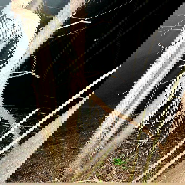 xombunni image ~ Altpins