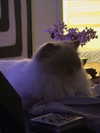protheme Altpins Profile Picture