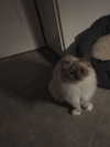 protheme Altpins Profile Picture