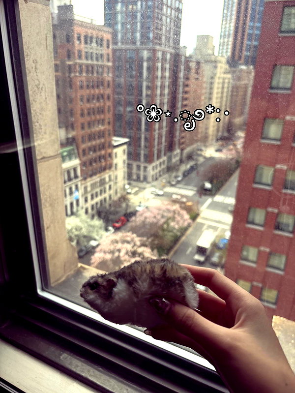 yuyuslivestreamdiary instagram image archive image